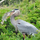 Great blue heron