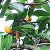 Golden-faced Barbet