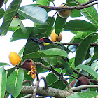 Golden-faced Barbet