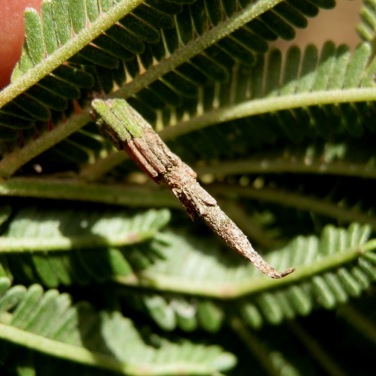 Tower Case Moth