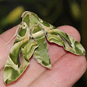 Oleander Hawk Moth