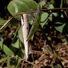 Bagworm Moth Larva