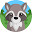 Raccoon HD Wallpapers - Custom New Tab