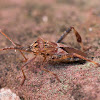 Western conifer seed bug