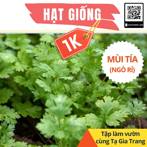 Deal 1K - 100 Hạt Giống Rau Mùi Tía (Ngò Tía, Ngò Rí) - Tập Làm Vườn Cùng Tạ Gia Trang