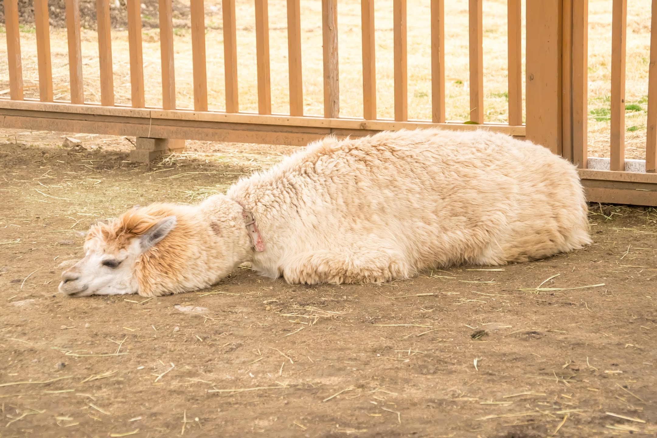 Kobe Animal Kingdom alpaca1