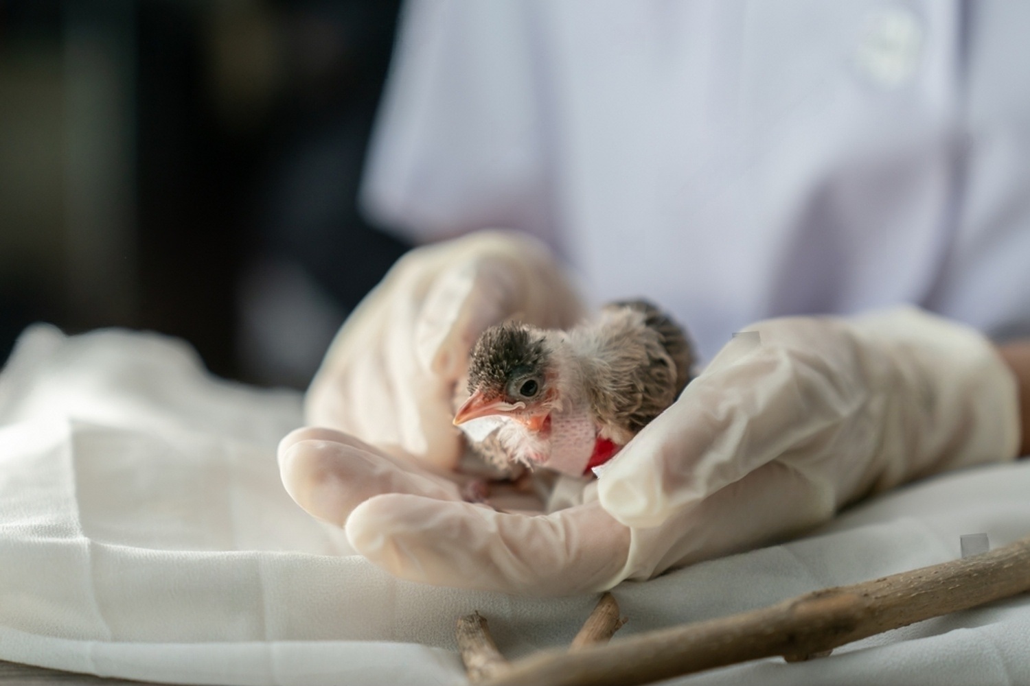 What To Do With An Injured Bird? 5 czB 1tN1 84M4o3pu6U9iRbFKmSNT h 4rReykb3SfM6bqGgq86Jpfb acEFn5KLc8STuuj V5ljs8p0UW9QIOQYNImWXz0r bsAEYe8s eXYBVZYvF1Gnd VktZF4fxL4 CE9eBk9FQGMkLE9Wy1Q