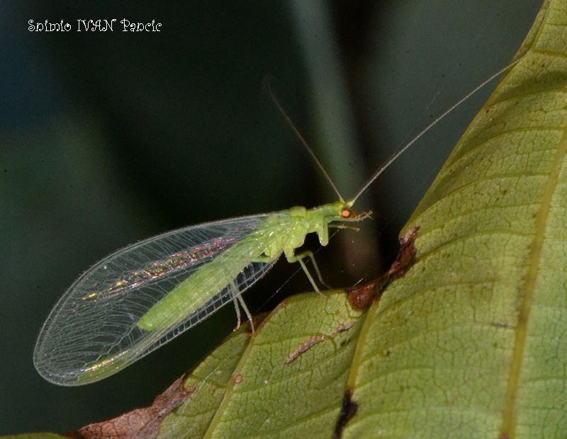 Green lacewing