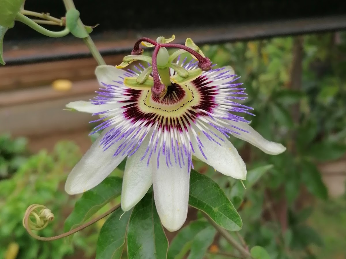 Blue passionflower