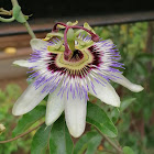 Blue passionflower