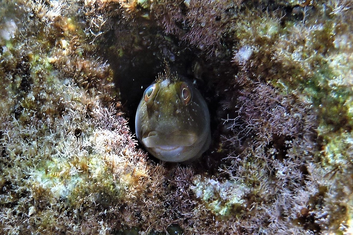 Ringneck blenny. Moma