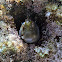 Ringneck blenny. Moma