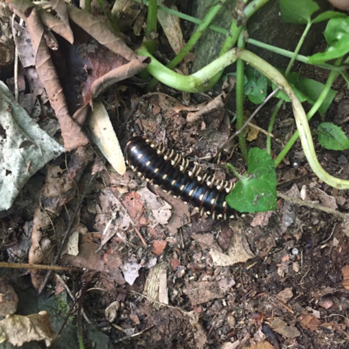 Flat-backed millipede