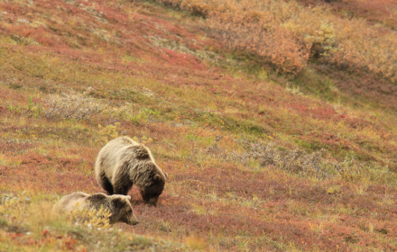 Two grizzly bears small promo image