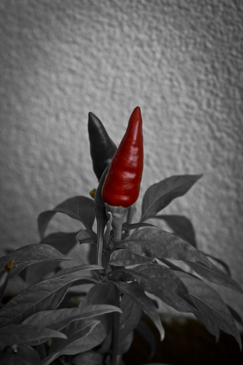 Red Hot Chili Pepper(s) di Erica C. Taranto