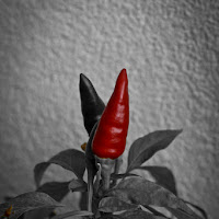 Red Hot Chili Pepper(s) di 