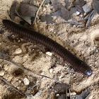 American Giant Millipede