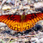 Mexican Silverspot