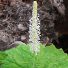 Canadian Burnet