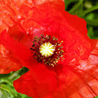 Common poppy