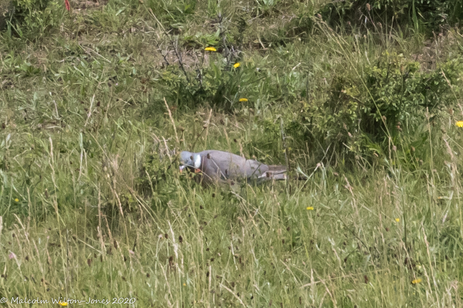 Woodpigeon