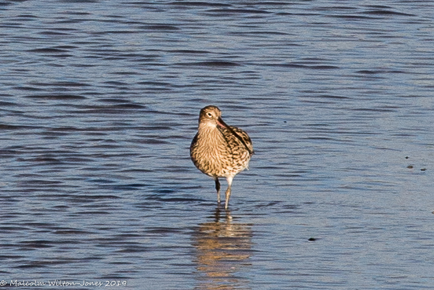 Curlew