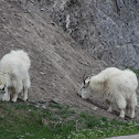 Mountain Goat