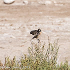 Stonechat; Tarabilla Común