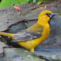 Altamira oriole (juvenile)