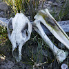 Eastern Grey Kangaroo (skeletal remains)