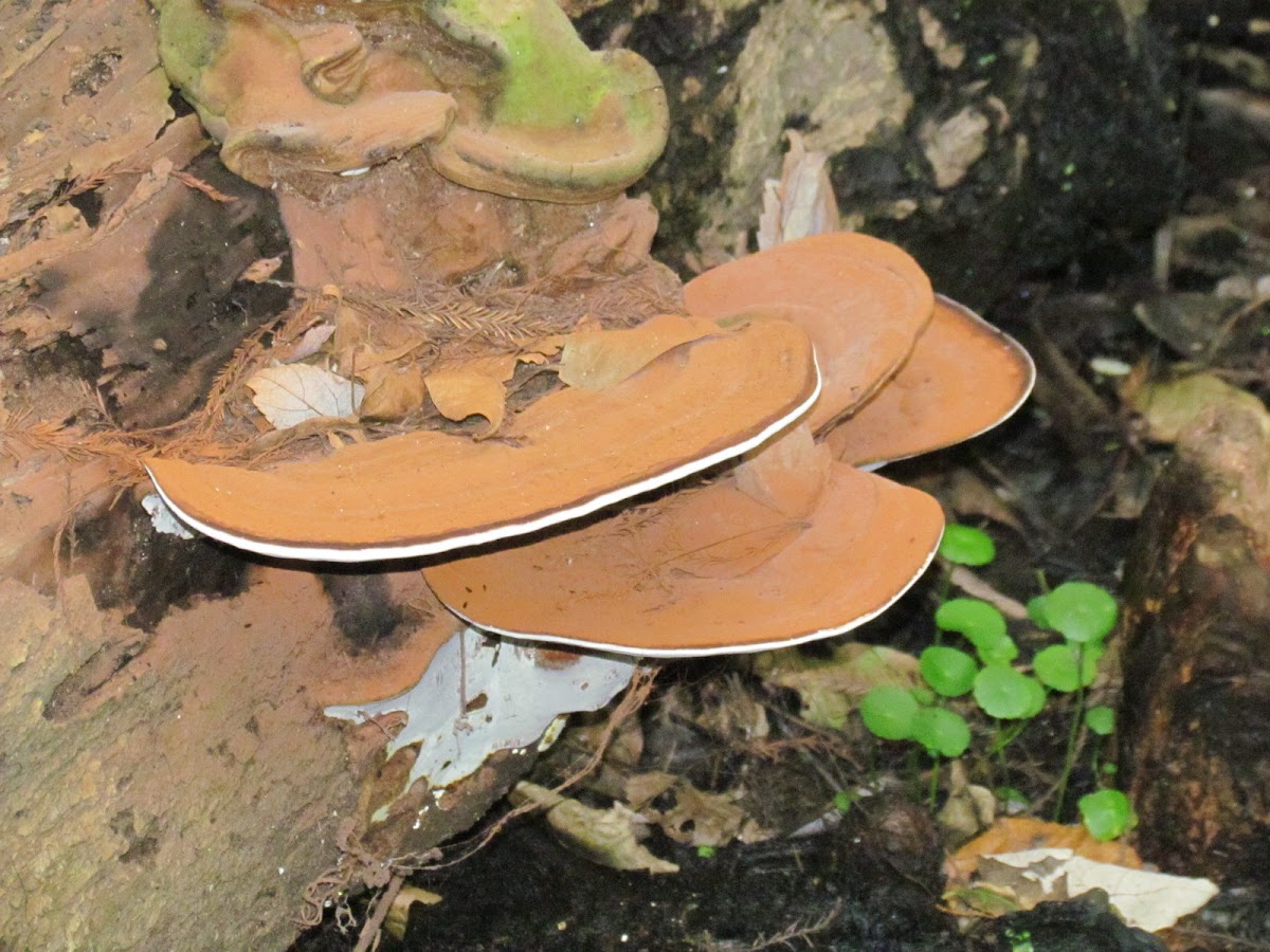 Shelf Fungus