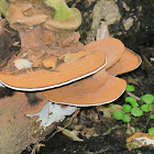 Shelf Fungus