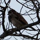 House Sparrow