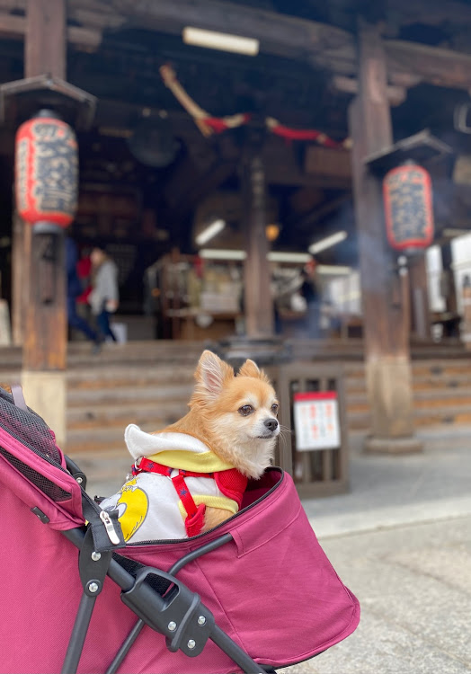 スイフトの天橋立・カニ旅行・かわいい相棒・スイフトに関するカスタム事例の投稿画像3枚目