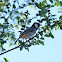 Yellow-vented Bulbul