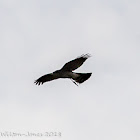 Montagu's Harrier, Aguilucho Cenizo