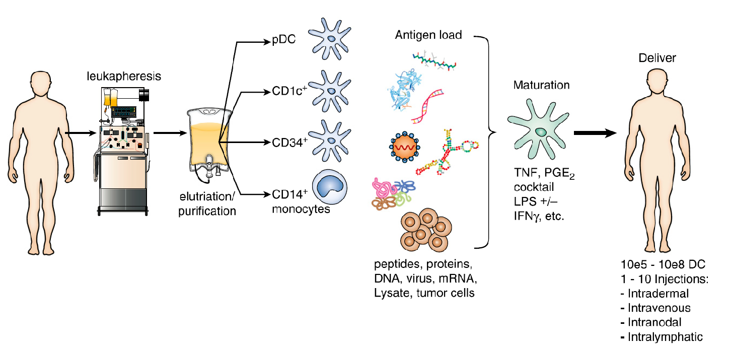 Вакцина дендритными клетками. Дендритно клеточная вакцина. Иммунотерапия дендритными клетками. Дендритные клетки иммунология. Дендритные вакцины микробиология.