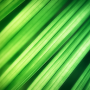 Grass Theme For Xperia