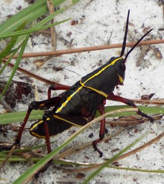 Eastern Lubber Grasshopper