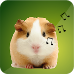 Guinea Pig Sounds Apk