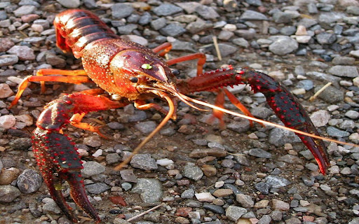 crayfish wallpaper screenshot 1