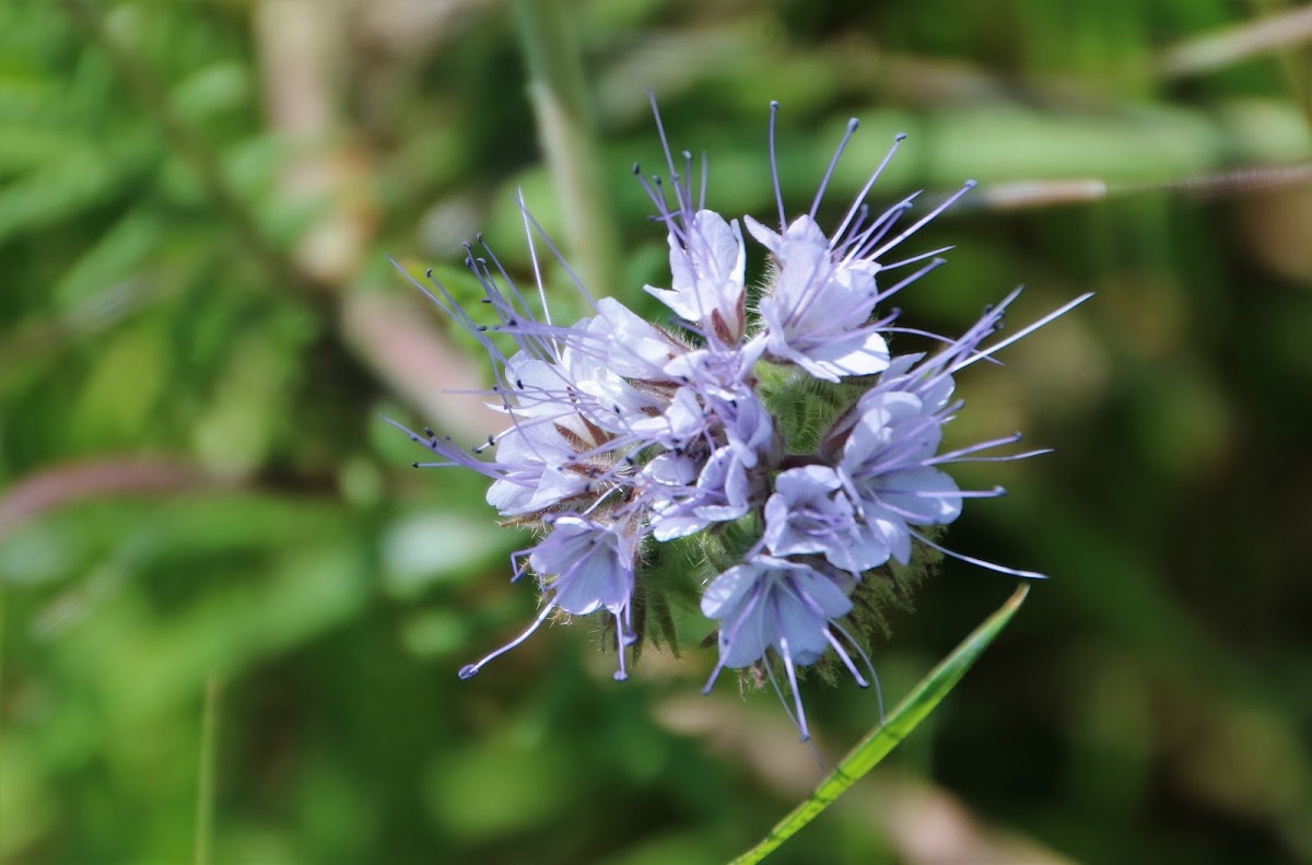 Lacy Phacelia