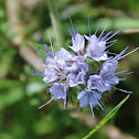 Lacy Phacelia