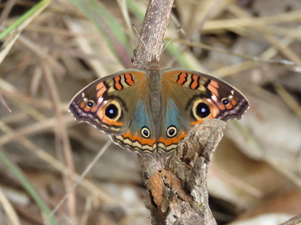 Tropical buckeye