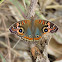 Tropical buckeye