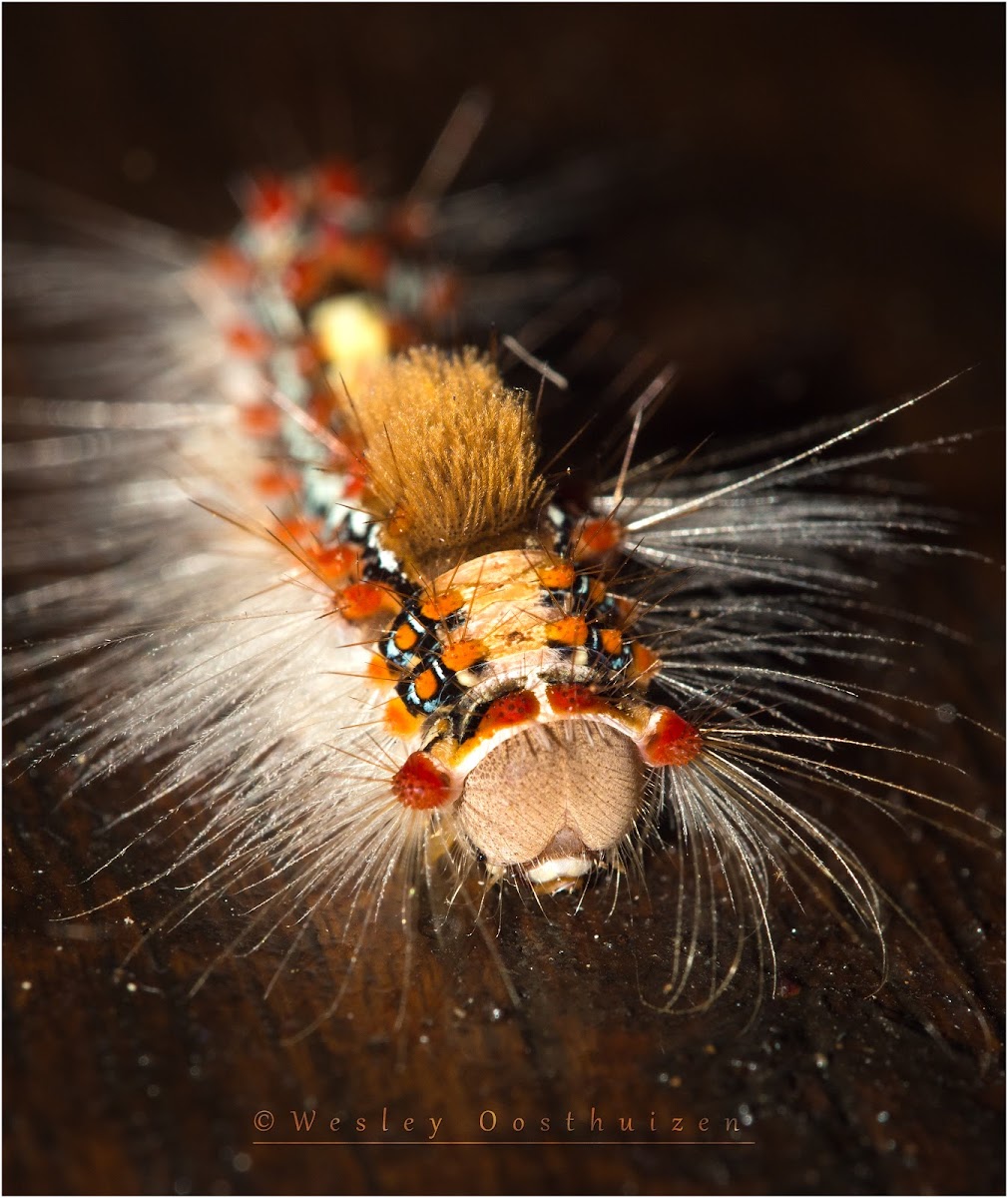 Rusty Tussock Moth Caterpillar