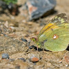 Clouded Yellow