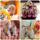 Download how to successfully breed hamsters For PC Windows and Mac 1.0