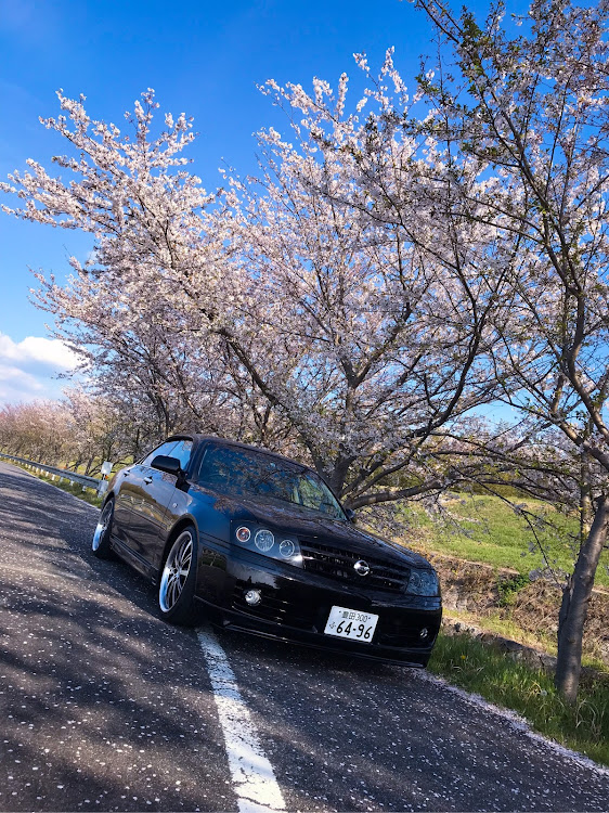 グロリアの散ってる桜と・ドライブに関するカスタム事例の投稿画像1枚目