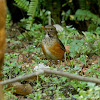 Black-breasted Thrush